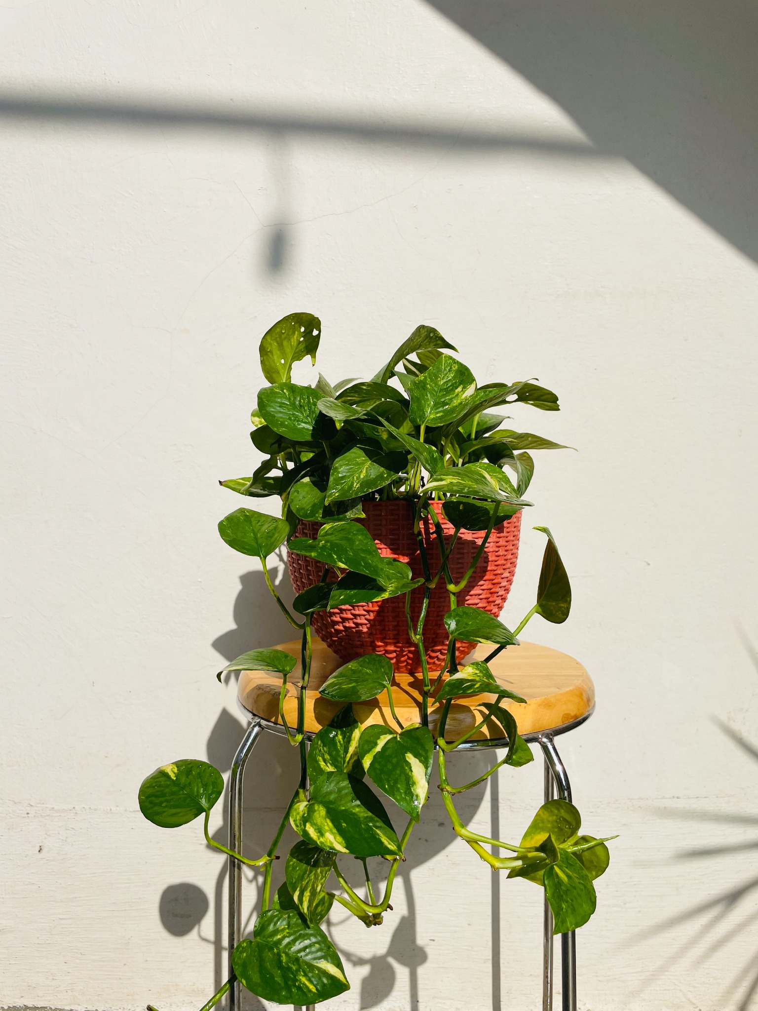 Money Plant: The Classic Air-Purifying Trailing Vine for Every Home ๐ฟ
