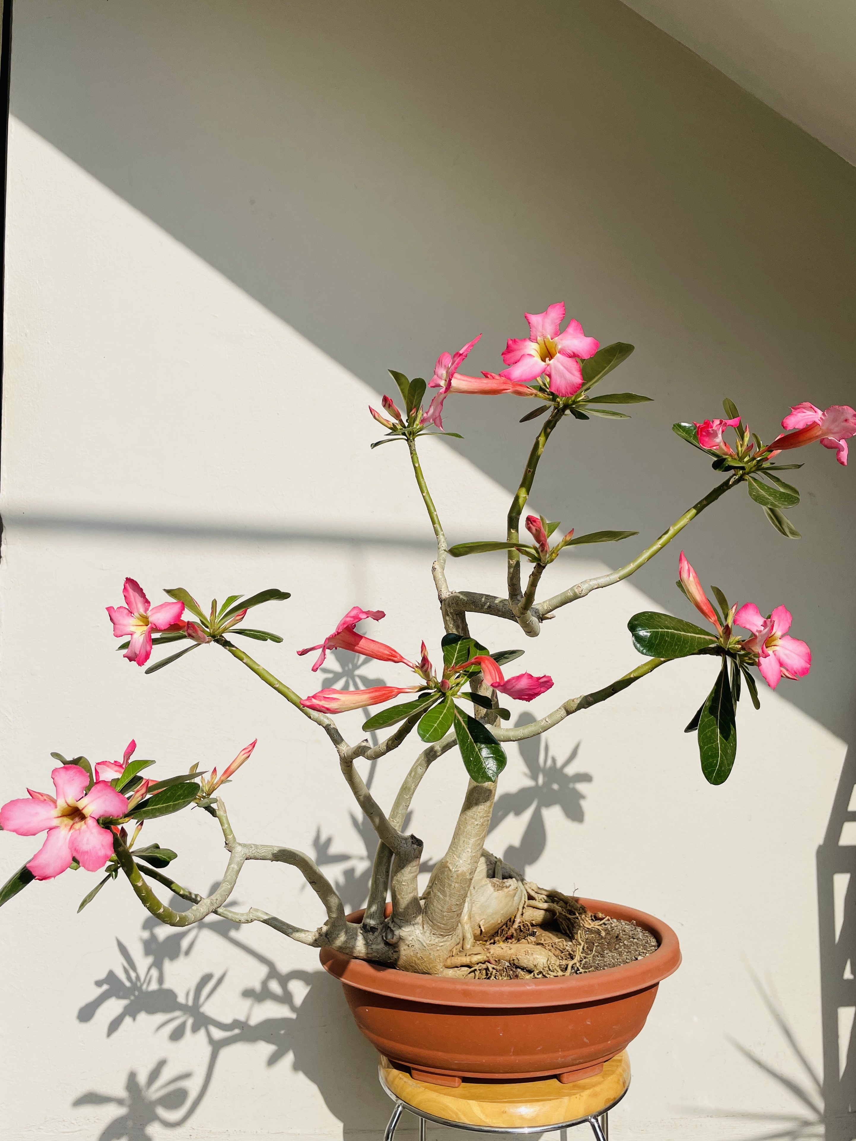 Adenium: The Sun-Loving Desert Rose for Your Sunny Balcony ๐ธ