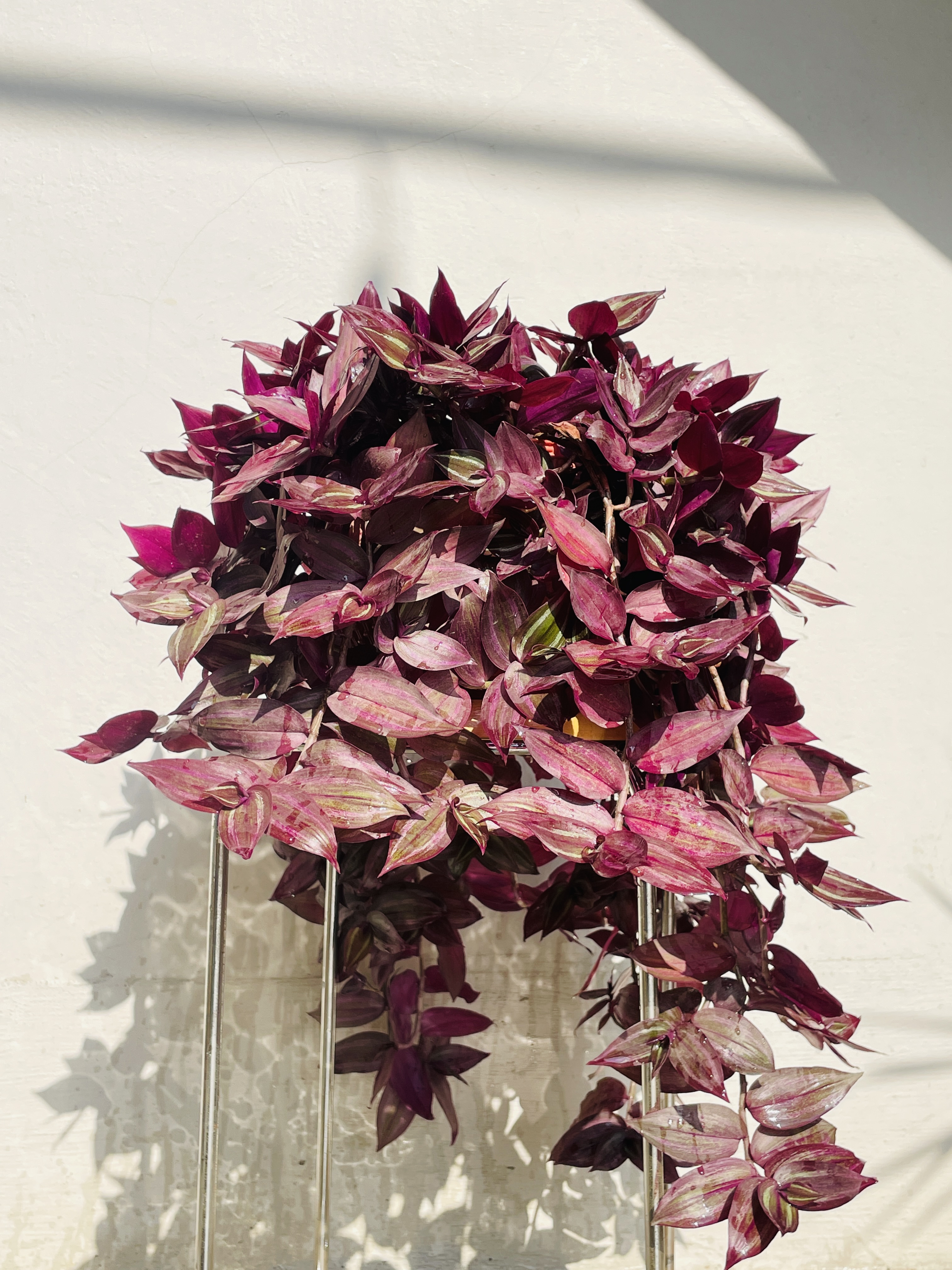Wandering Jew: The Fast-Growing, Colorful Trailing Plant for Every Space π
