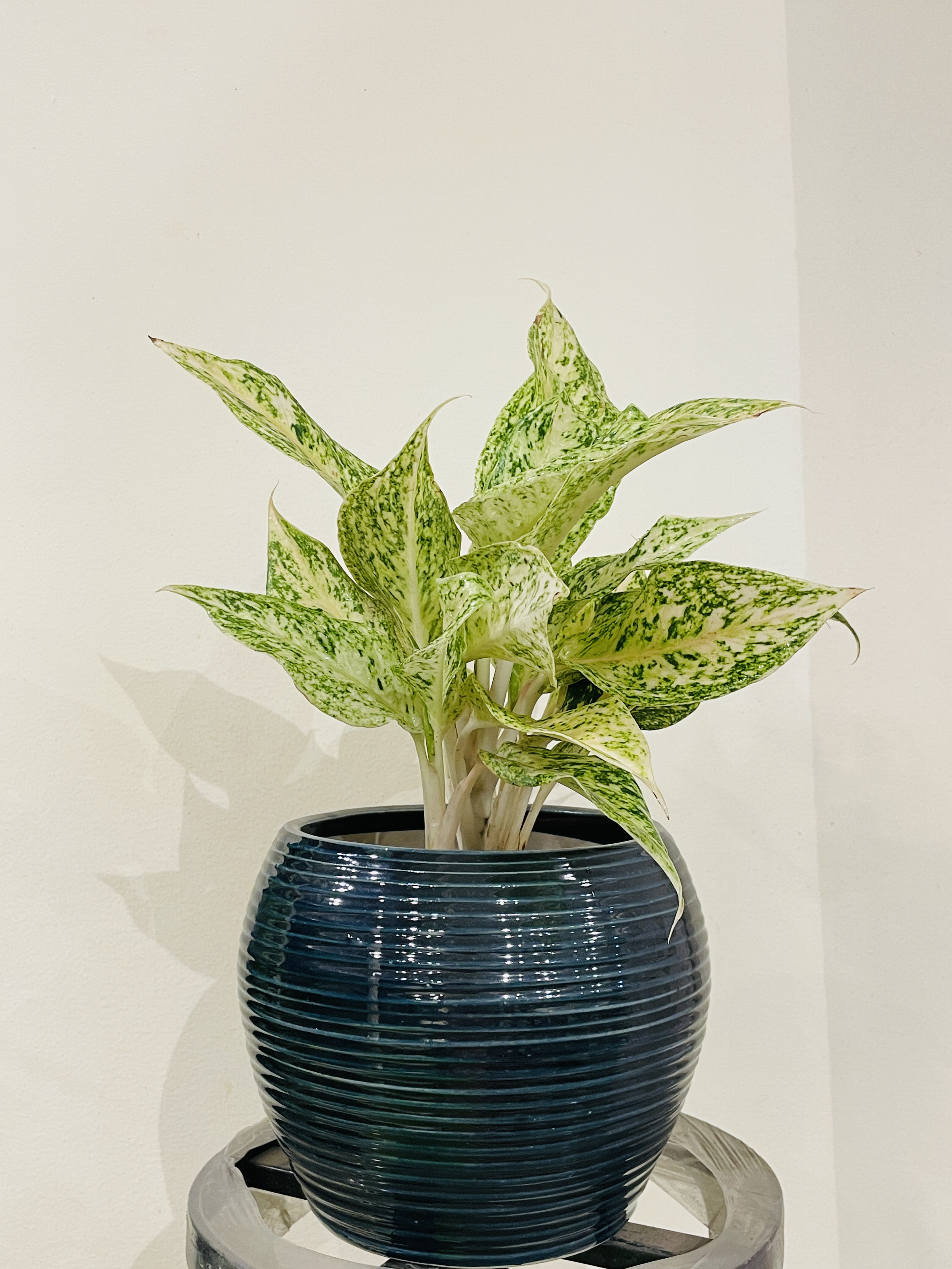 Snow White Aglaonema: The Elegant, Low-Maintenance Beauty for Your Home ๐ค